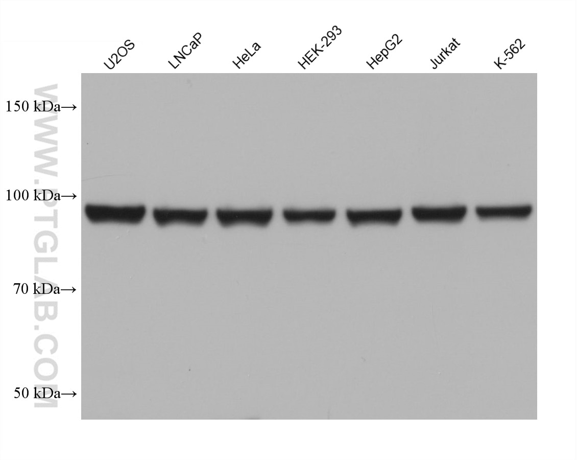 Western Blot (WB) analysis of various lysates using human eIF4G2/DAP5 Monoclonal antibody (67428-1-Ig)