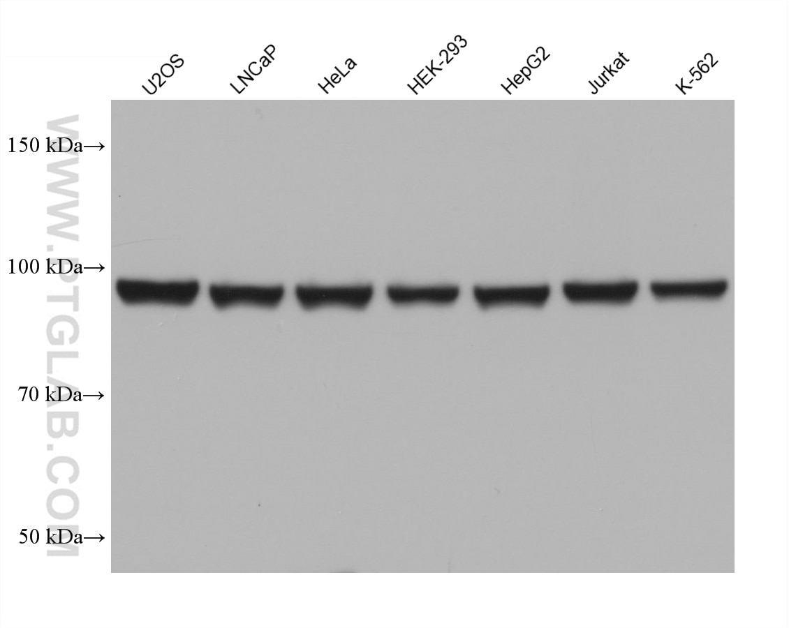 WB analysis using 67428-1-Ig