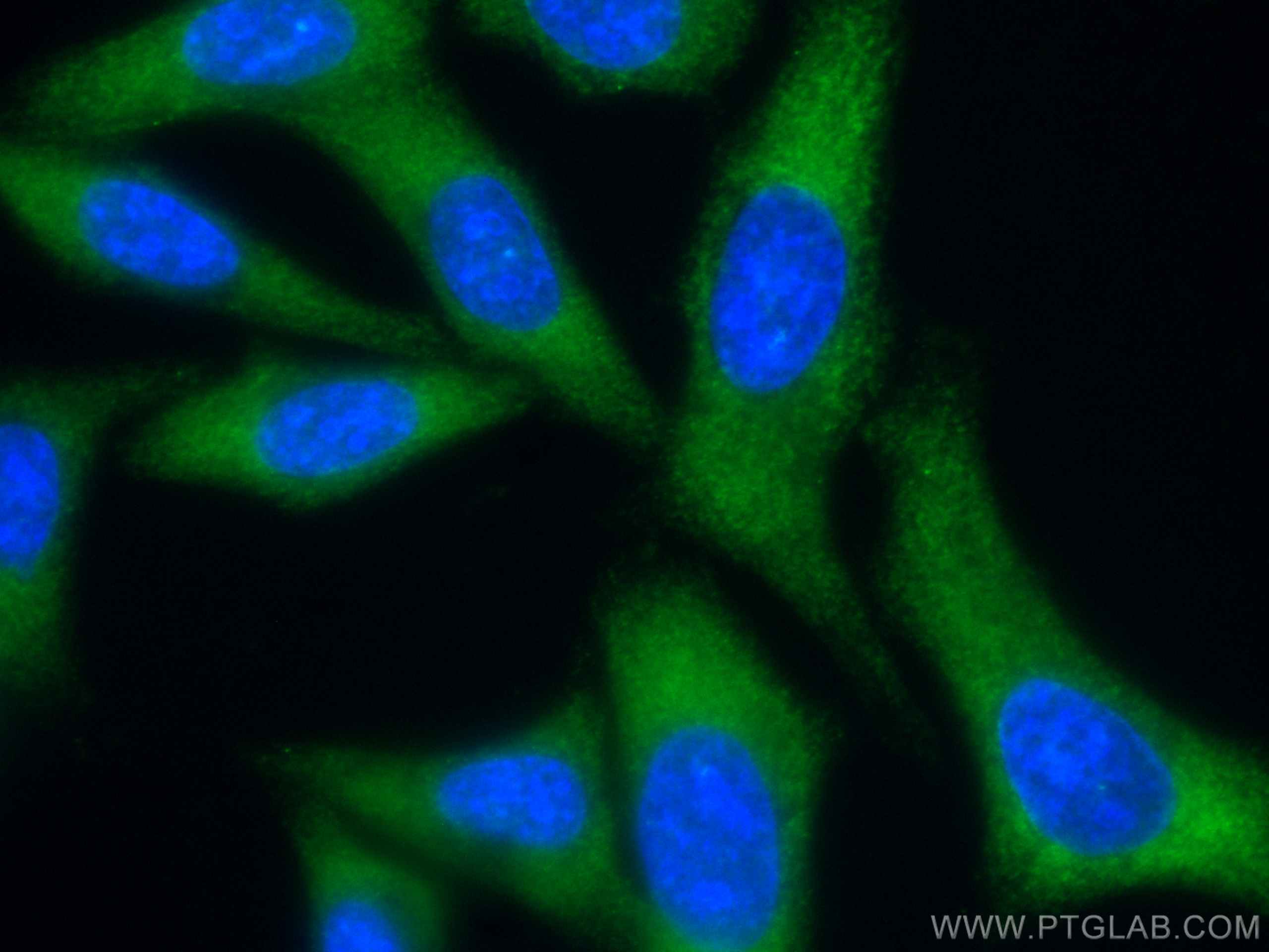 Immunofluorescence (IF) / fluorescent staining of HepG2 cells using CoraLite® Plus 488-conjugated eIF4G2/DAP5 Monoclon (CL488-67428)