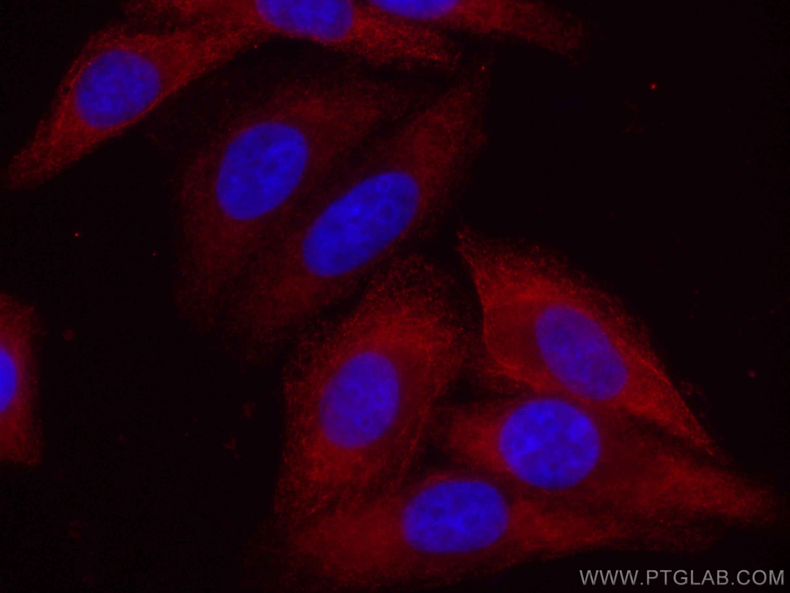 Immunofluorescence (IF) / fluorescent staining of HepG2 cells using CoraLite®594-conjugated eIF4G2/DAP5 Monoclonal ant (CL594-67428)