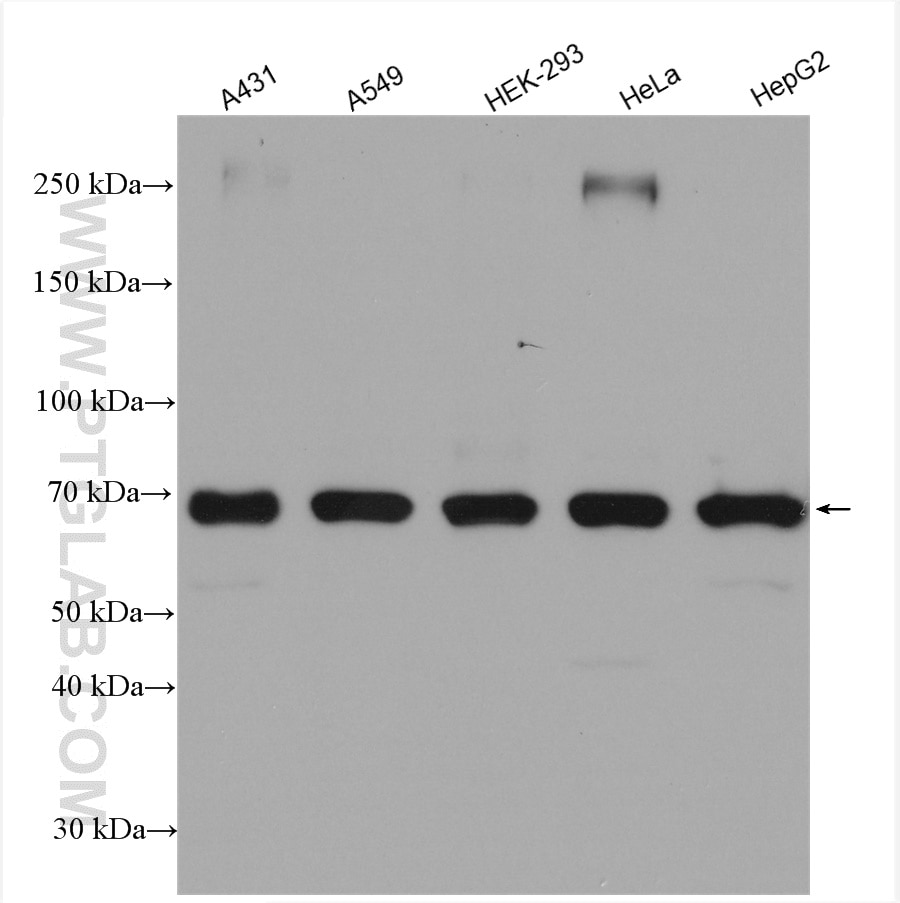 Western Blot (WB) analysis of various lysates using EIF4G3 Polyclonal antibody (11281-1-AP)