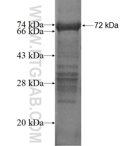 EIF4G3 fusion protein Ag1811 SDS-PAGE