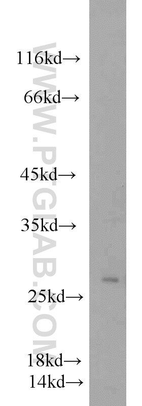 Western Blot (WB) analysis of PC-3 cells using EIF4H Polyclonal antibody (11012-1-AP)