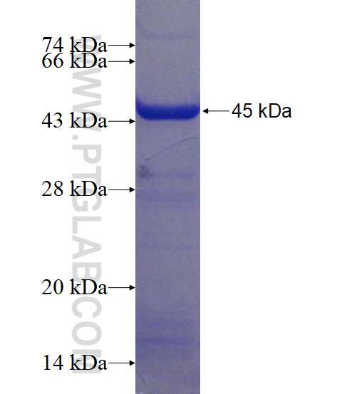 EIF4H fusion protein Ag1468 SDS-PAGE
