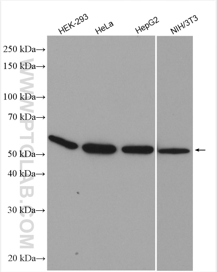 Western Blot (WB) analysis of various lysates using EIF5 Polyclonal antibody (11155-1-AP)