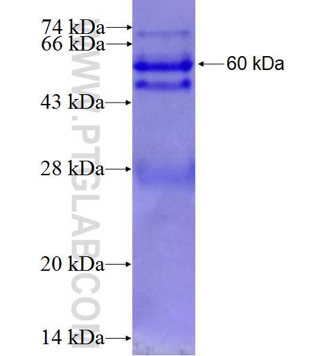 EIF5 fusion protein Ag1629 SDS-PAGE