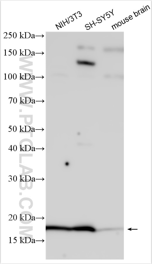 Western Blot (WB) analysis of various lysates using EIF5A Polyclonal antibody (11309-1-AP)