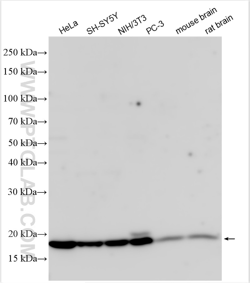 Western Blot (WB) analysis of various lysates using EIF5A Polyclonal antibody (11309-1-AP)