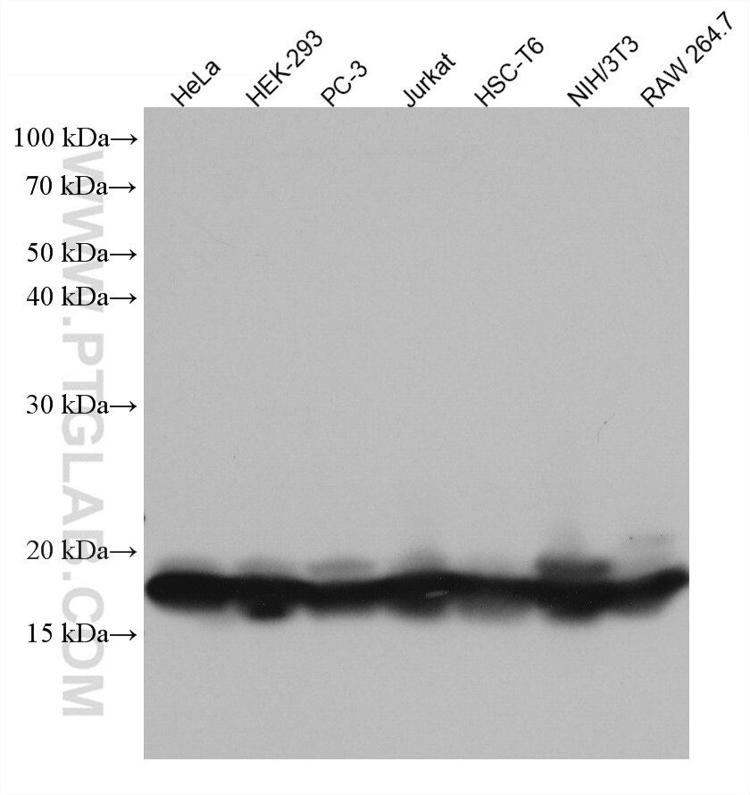 Western Blot (WB) analysis of various lysates using EIF5A Monoclonal antibody (67214-1-Ig)