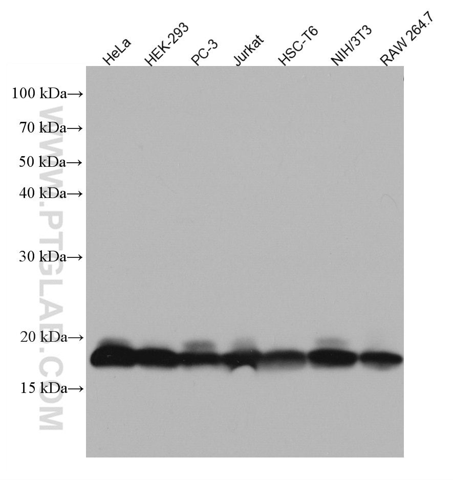 Western Blot (WB) analysis of various lysates using EIF5A Monoclonal antibody (67214-1-Ig)