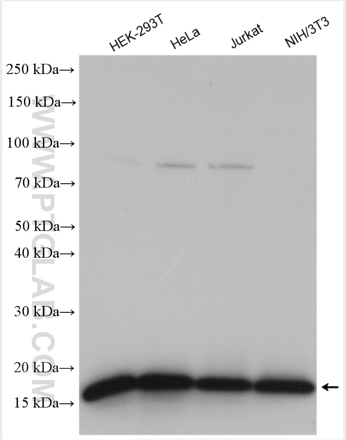 Western Blot (WB) analysis of various lysates using EIF5A Monoclonal antibody (67214-1-Ig)