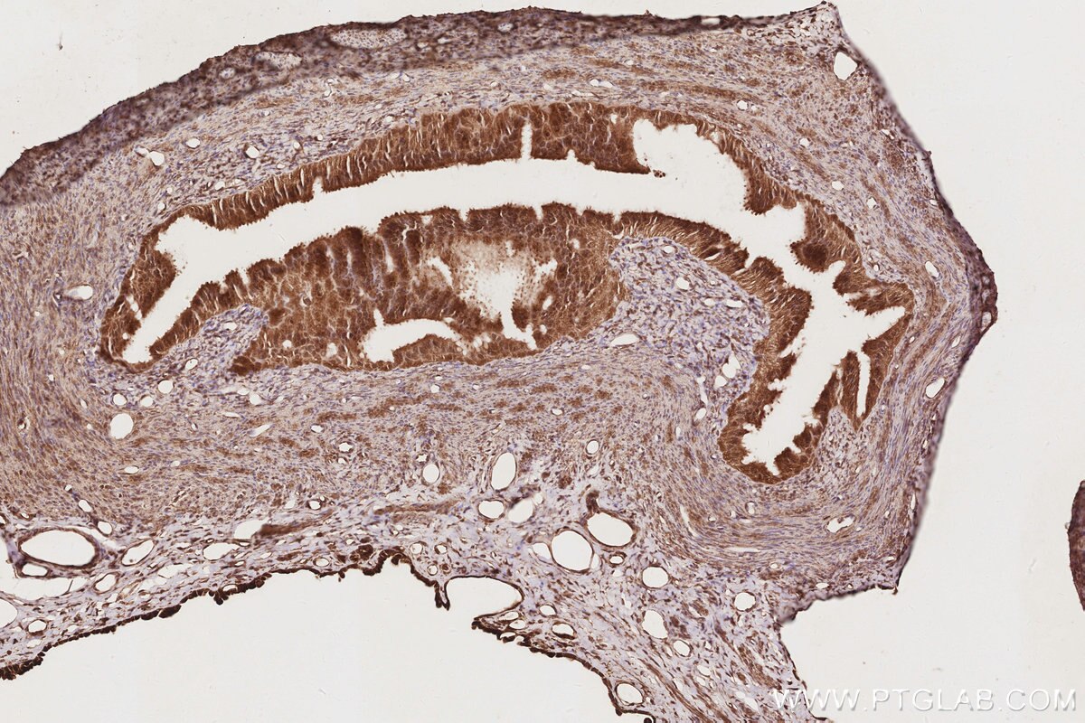 Immunohistochemistry (IHC) staining of rat ovary tissue using EIF5A1/EIF5A2 Polyclonal antibody (17069-1-AP)