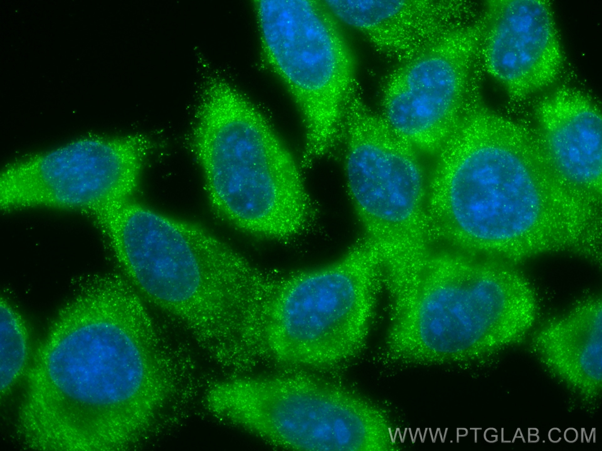 Immunofluorescence (IF) / fluorescent staining of HepG2 cells using EIF5A2 Monoclonal antibody (67907-1-Ig)