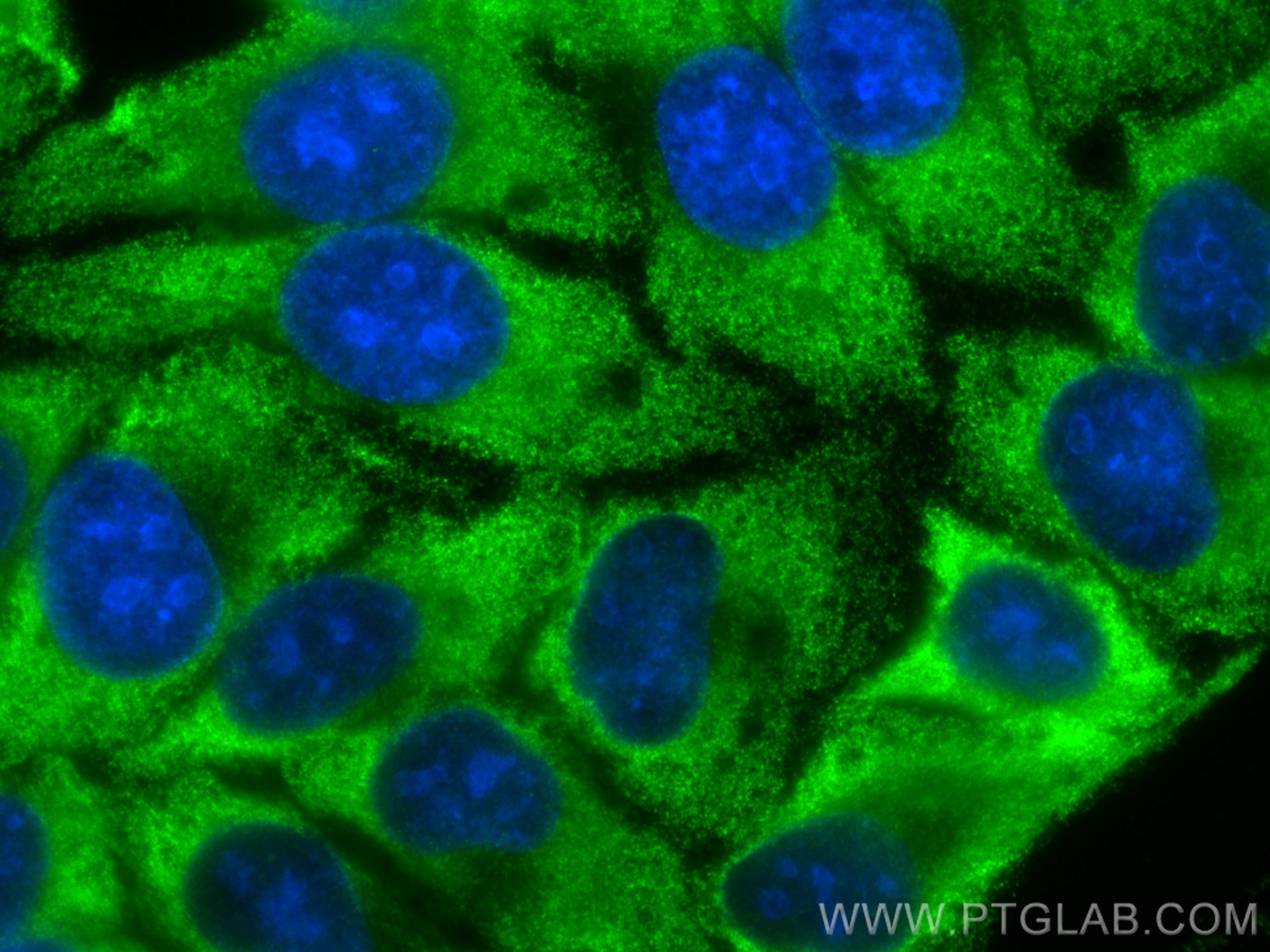 Immunofluorescence (IF) / fluorescent staining of HepG2 cells using CoraLite® Plus 488-conjugated EIF5A2 Monoclonal an (CL488-67907)