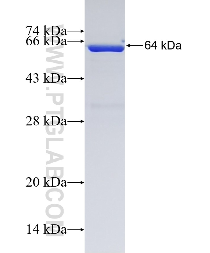 EIF5B fusion protein Ag4404 SDS-PAGE