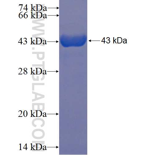 EIF5B fusion protein Ag5165 SDS-PAGE