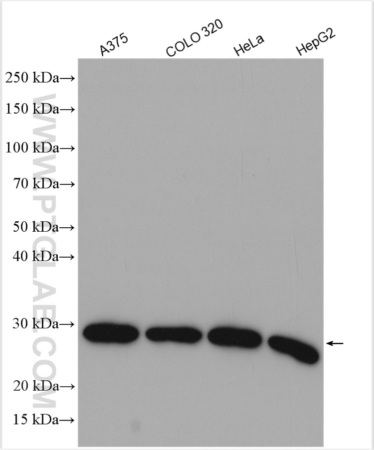 Western Blot (WB) analysis of various lysates using EIF6 Polyclonal antibody (10291-1-AP)