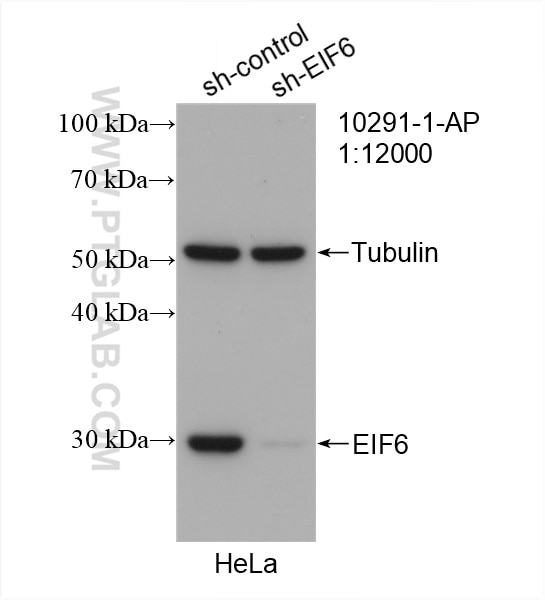 Western Blot (WB) analysis of HeLa cells using EIF6 Polyclonal antibody (10291-1-AP)