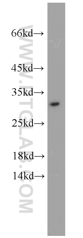 Western Blot (WB) analysis of mouse liver tissue using EIF6 Polyclonal antibody (10291-1-AP)