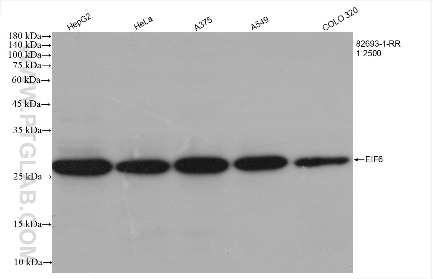 Western Blot (WB) analysis of various lysates using EIF6 Recombinant antibody (82693-1-RR)