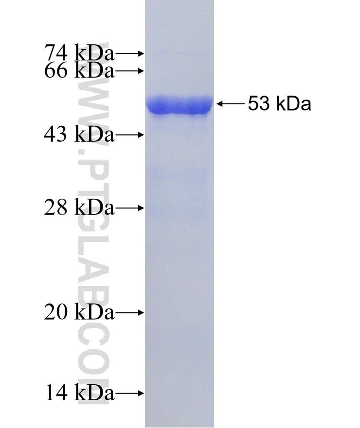 EIF6 fusion protein Ag0324 SDS-PAGE