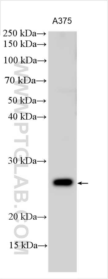 Western Blot (WB) analysis of various lysates using ELA1 Polyclonal antibody (55342-1-AP)