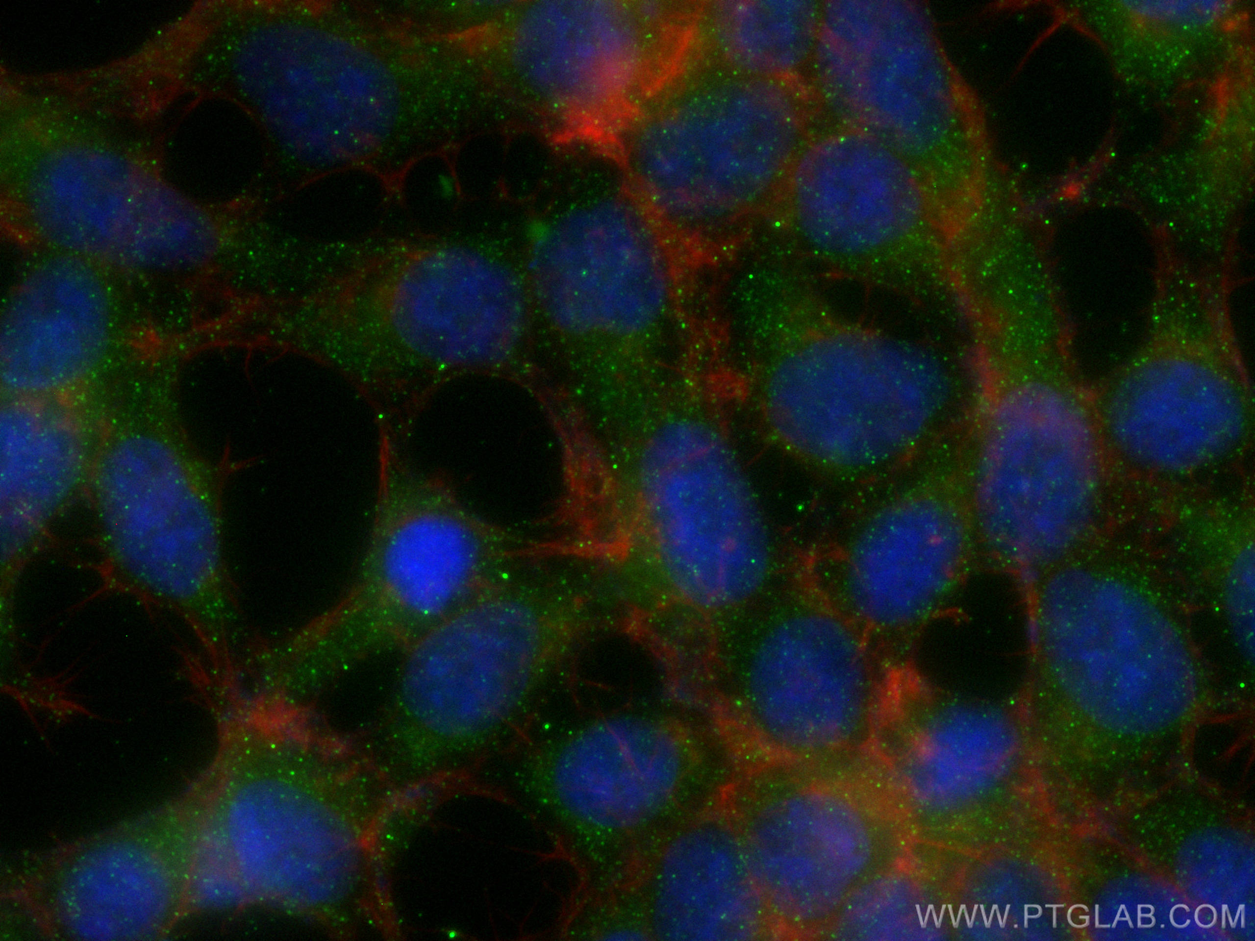 IF Staining of HEK-293 using 27642-1-AP