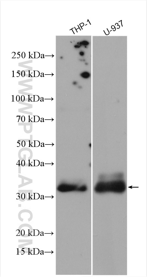 Western Blot (WB) analysis of various lysates using ELA2 Polyclonal antibody (27642-1-AP)