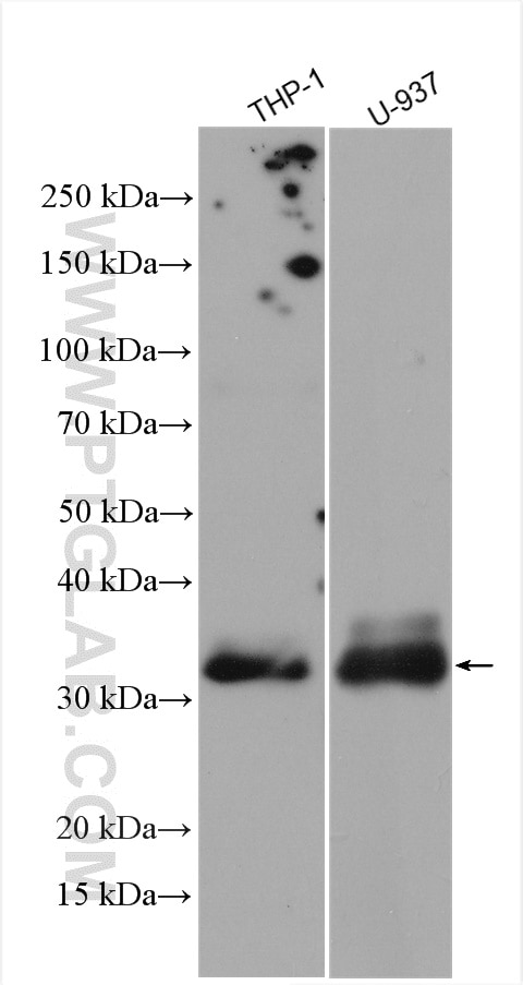 WB analysis using 27642-1-AP