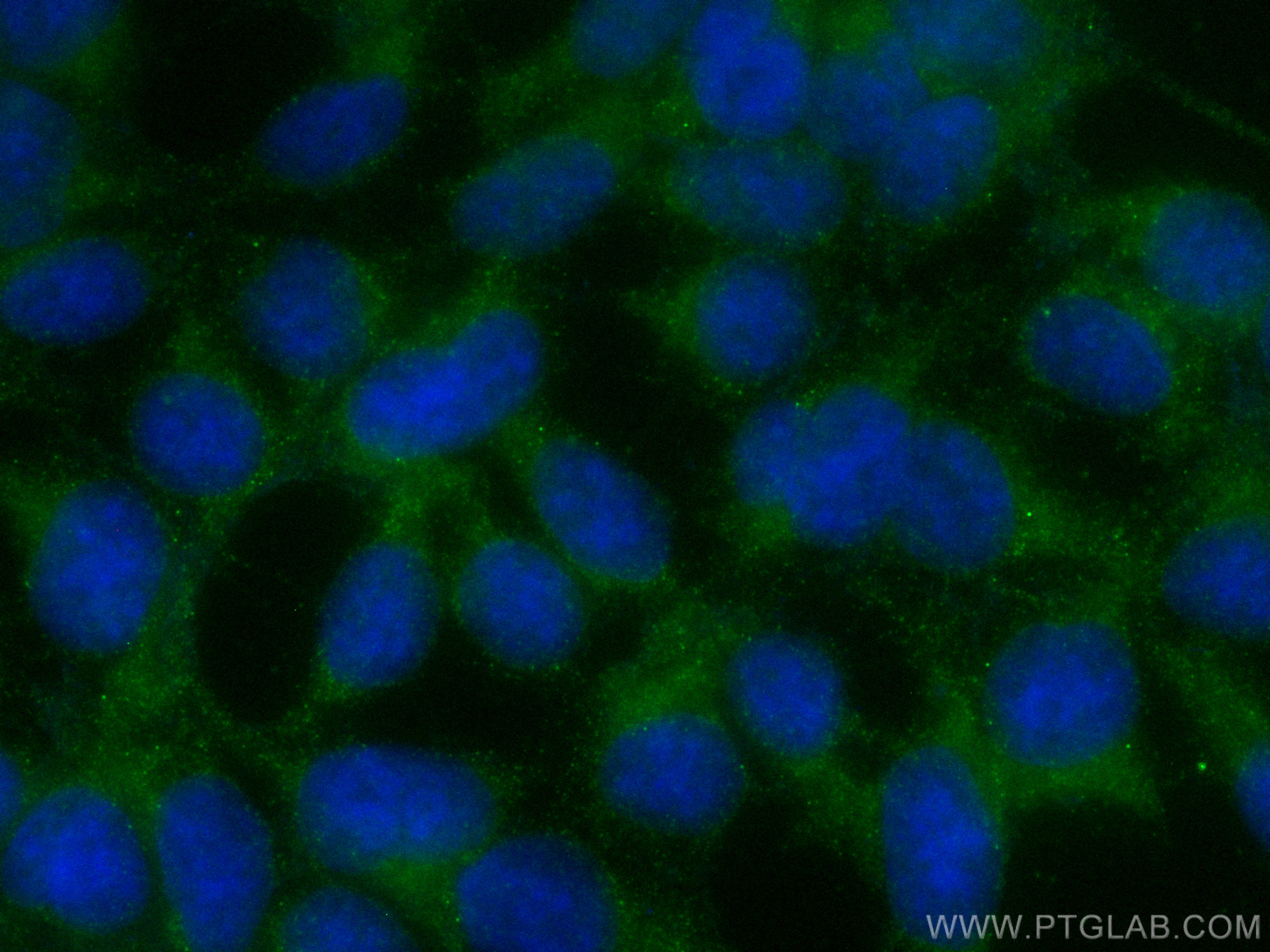 Immunofluorescence (IF) / fluorescent staining of HEK-293 cells using CoraLite® Plus 488-conjugated ELA2 Polyclonal anti (CL488-27642)