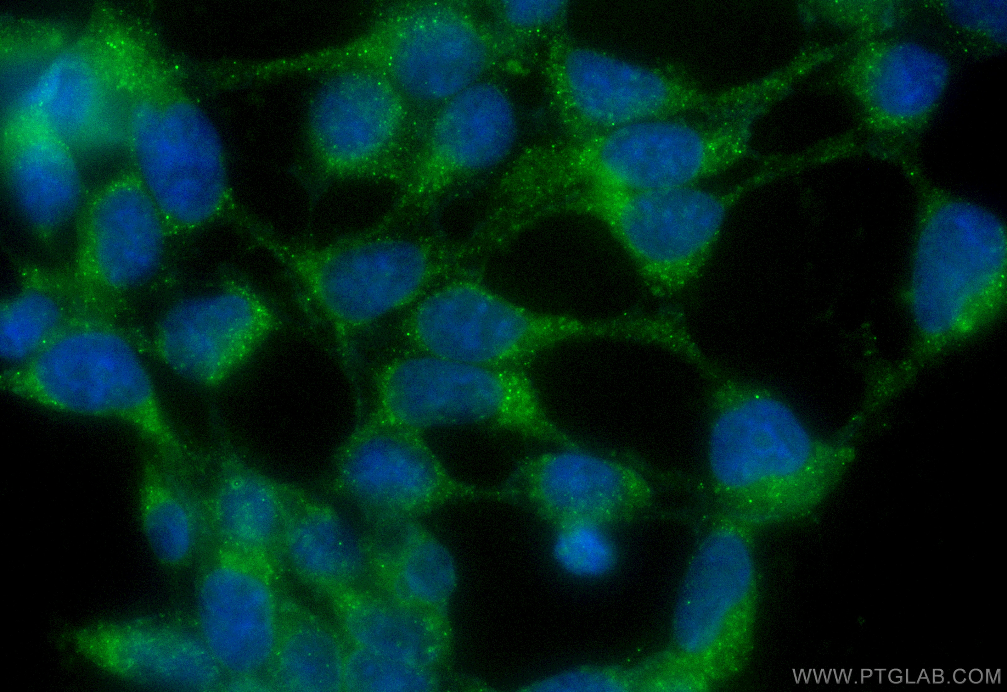 Immunofluorescence (IF) / fluorescent staining of HEK-293 cells using CoraLite® Plus 488-conjugated Neutrophil Elastase  (CL488-27642)