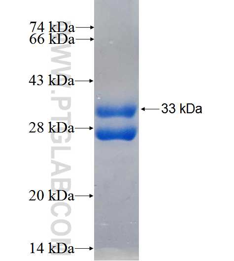 ELA2 fusion protein Ag26634 SDS-PAGE