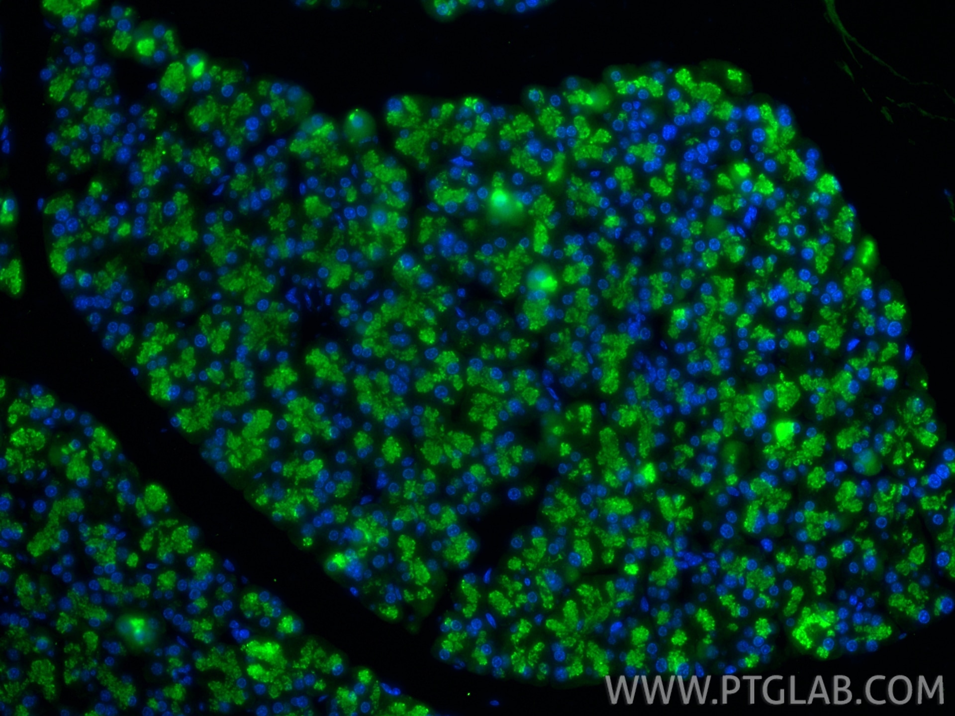 Immunofluorescence (IF) / fluorescent staining of mouse pancreas tissue using ELA3A Polyclonal antibody (15737-1-AP)