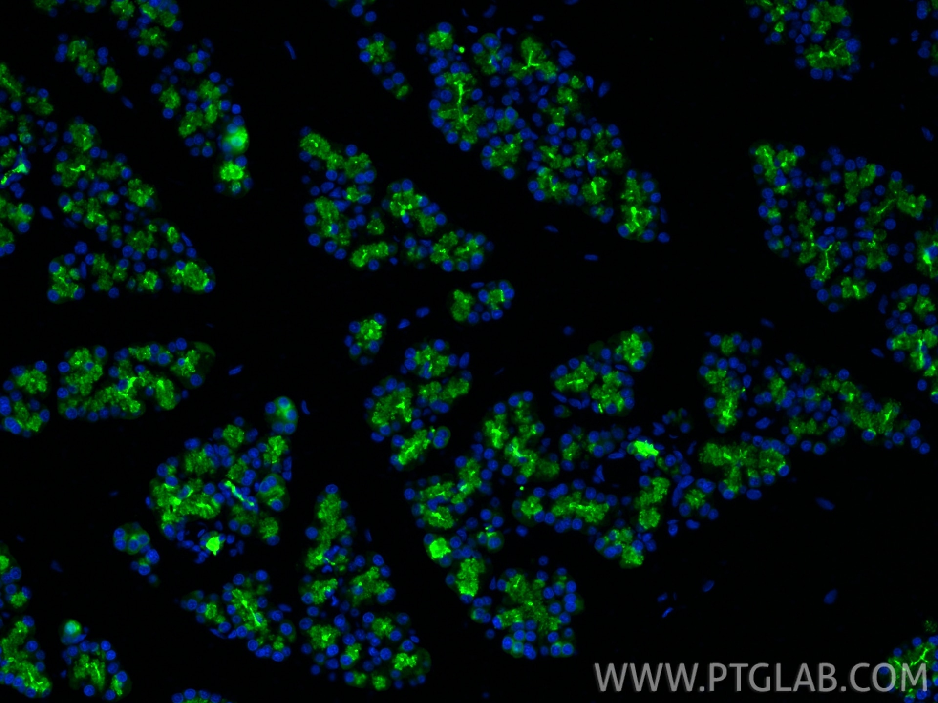 Immunofluorescence (IF) / fluorescent staining of rat pancreas tissue using ELA3A Polyclonal antibody (15737-1-AP)