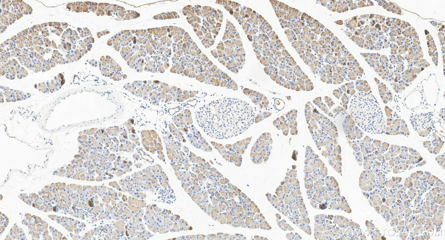 Immunohistochemistry (IHC) staining of mouse pancreas tissue using ELA3A Polyclonal antibody (15737-1-AP)