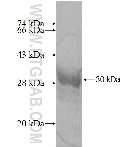 ELA3A fusion protein Ag8648 SDS-PAGE
