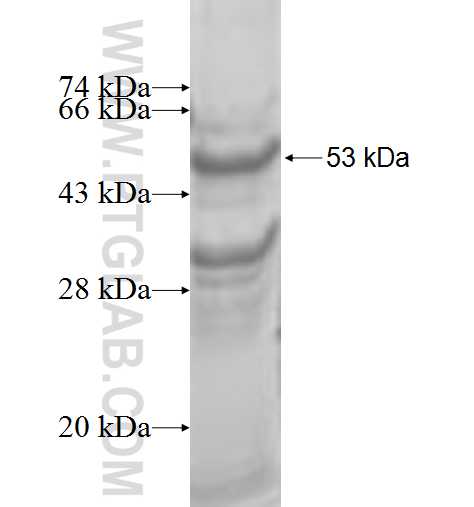 ELA3A fusion protein Ag8773 SDS-PAGE
