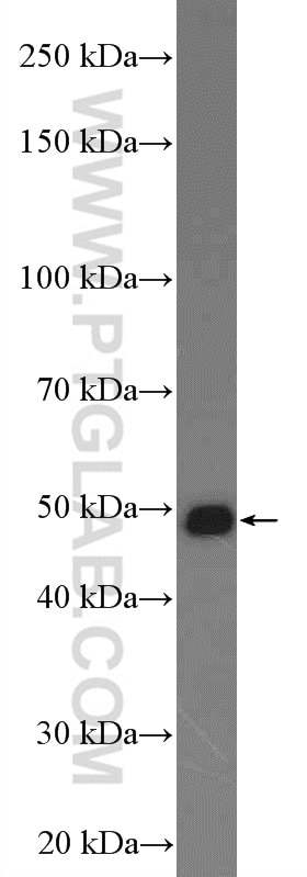 Western Blot (WB) analysis of mouse liver tissue using ELAC1 Polyclonal antibody (26639-1-AP)