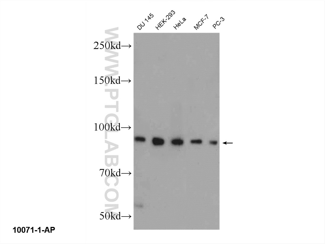 Western Blot (WB) analysis of DU 145 cells using ELAC2 Polyclonal antibody (10071-1-AP)