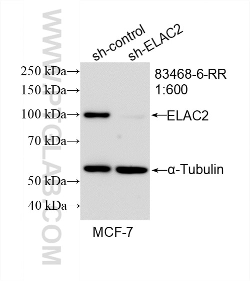 Western Blot (WB) analysis of MCF-7 cells using ELAC2 Recombinant antibody (83468-6-RR)