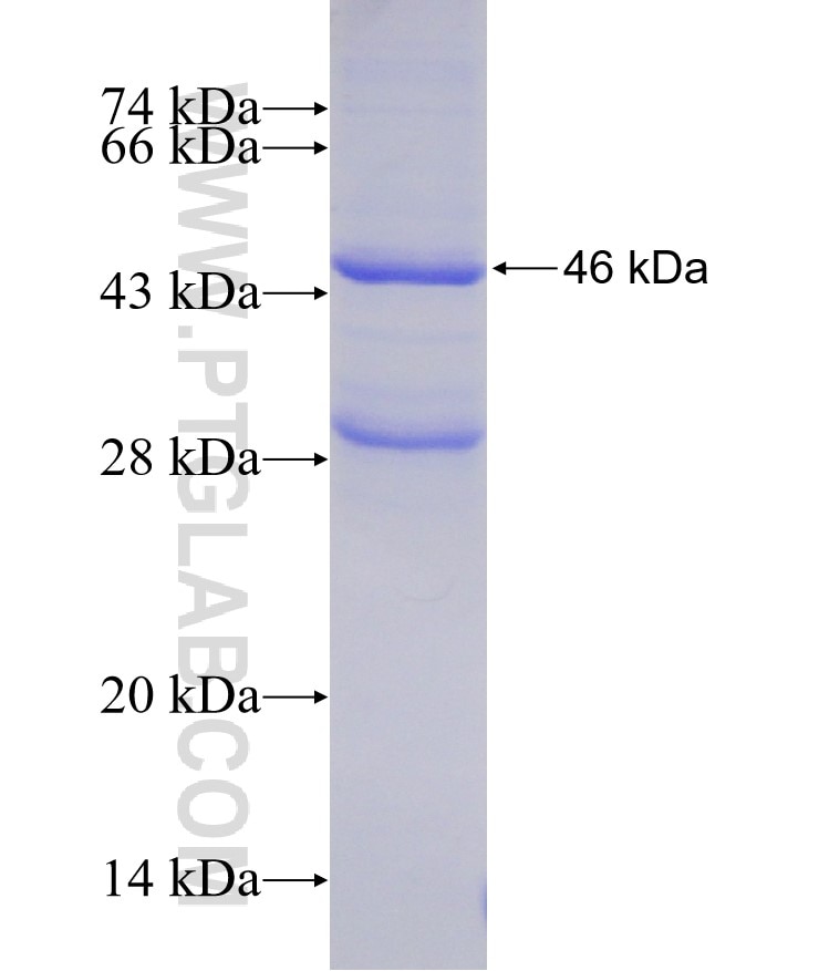 ELA2 fusion protein Ag12372 SDS-PAGE