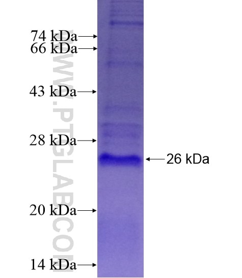 ELA2 fusion protein Ag12626 SDS-PAGE