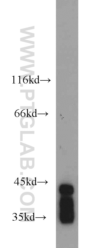 Western Blot (WB) analysis of mouse cerebellum tissue using ELAVL2 Polyclonal antibody (14008-1-AP)