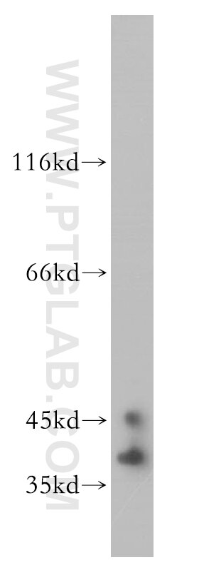 Western Blot (WB) analysis of mouse cerebellum tissue using ELAVL2 Polyclonal antibody (14008-1-AP)