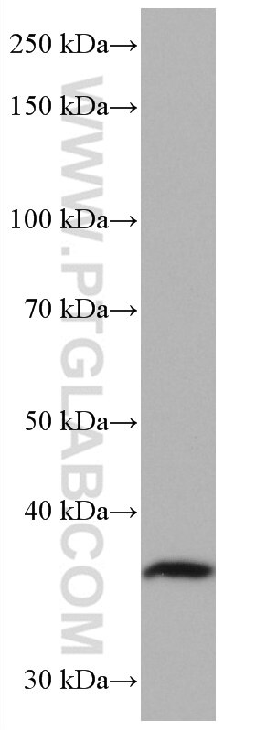 WB analysis of HEK-293 using 67097-1-Ig