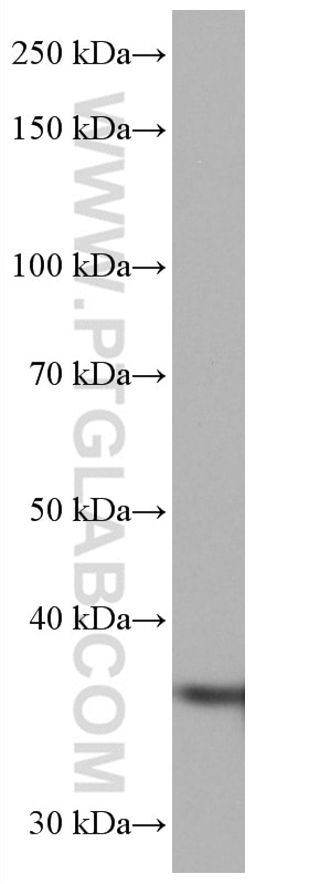 Western Blot (WB) analysis of SH-SY5Y cells using ELAVL2 Monoclonal antibody (67097-1-Ig)