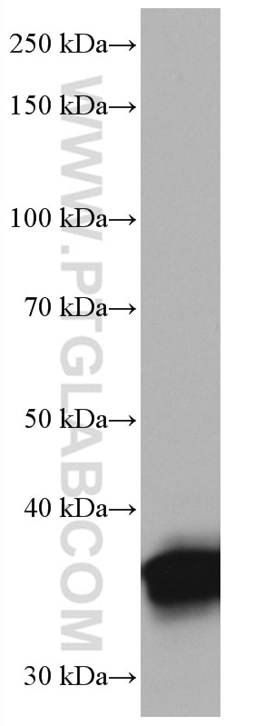 Western Blot (WB) analysis of PC-12 cells using ELAVL2 Monoclonal antibody (67097-1-Ig)