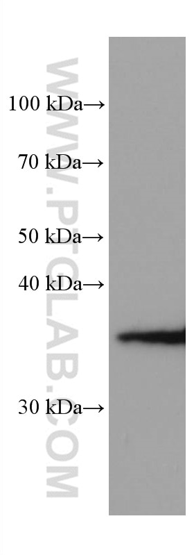 Western Blot (WB) analysis of HEK-293 cells using ELAVL2 Monoclonal antibody (67097-1-Ig)