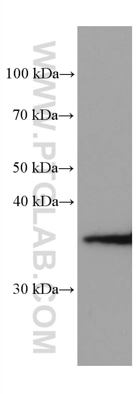 WB analysis of HEK-293 using 67097-1-Ig
