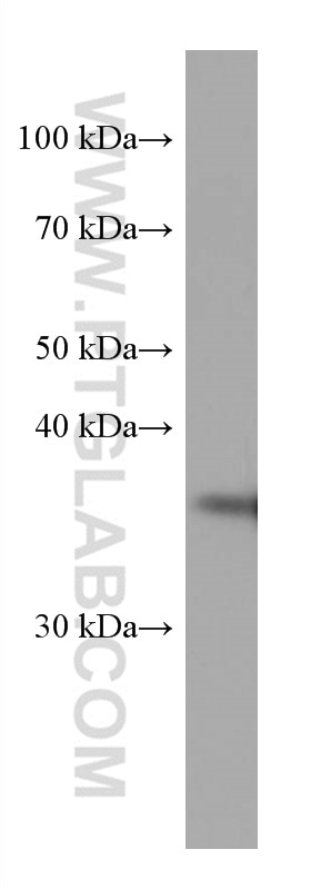 Western Blot (WB) analysis of various lysates using ELAVL2 Monoclonal antibody (67097-1-Ig)